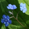 Omphalodes verna - abriachan nurseries
